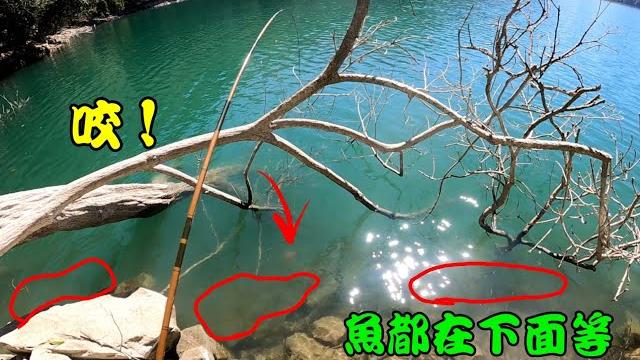 全台最大的休閒池,一堆魚在面前等等,季節未到就咬不停!日月潭/活蝦拖釣/目印釣組 全台最大的休閒池,一堆魚在面前等等,季節未到就咬不停!日月潭/活蝦拖釣/目印釣組
