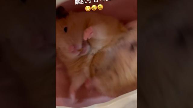 翻肚是在撒嬌嗎 #hamsters #倉鼠 #黃金鼠 翻肚是在撒嬌嗎 #hamsters #倉鼠 #黃金鼠