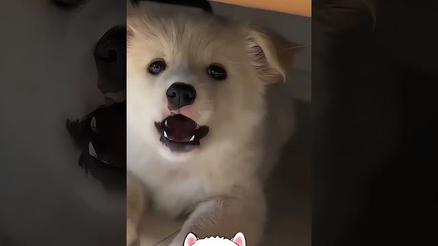 Tiny barks, big pawsonality! Tiny barks, big pawsonality!