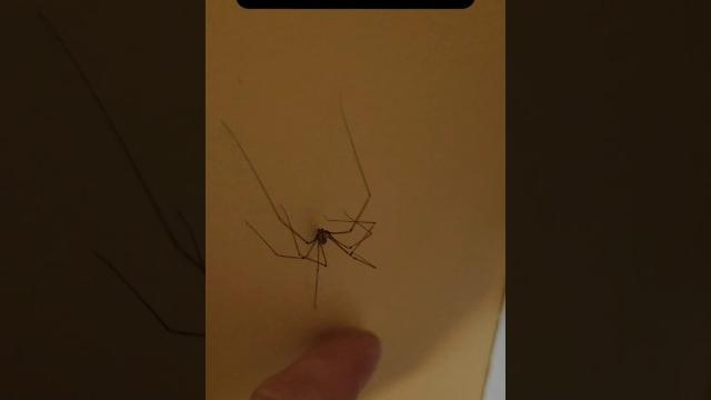 Spider dave gives me nightmares ️ #arachnophobia #funny #memes #minecraft #spider #spiderdave Spider dave gives me nightmares ️ #arachnophobia #funny #memes #minecraft #spider #spiderdave