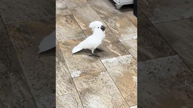 Cockatoo singing song time#viralvideo #pets #viralshorts #viraltiktok #youtubeshorts #youtube Cockatoo singing song time#viralvideo #pets #viralshorts #viraltiktok #youtubeshorts #youtube