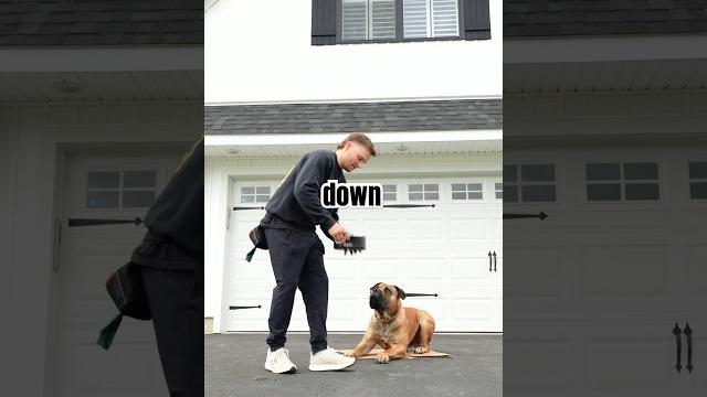 Could your dog do this?! Could your dog do this?!