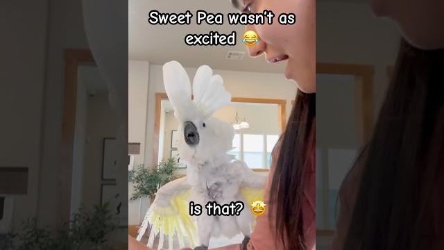 Sweet pea reacts to meeting another cockatoo for the first time! #cockatoo #parrot #reaction Sweet pea reacts to meeting another cockatoo for the first time! #cockatoo #parrot #reaction