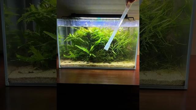 Aquaclear 20 hang on back filter #fishtank #aquarium #aquascape #plantedtank #plants #fish Aquaclear 20 hang on back filter #fishtank #aquarium #aquascape #plantedtank #plants #fish