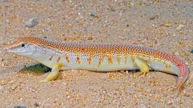 Sandfish skink #shorts Sandfish skink #shorts