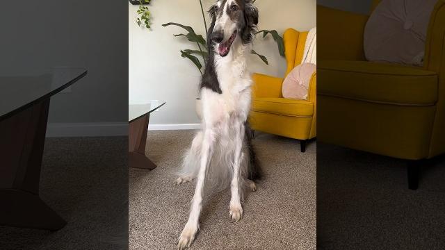 Build-a-borzoi, part 1 #dog #borzoi #dogsofyoutube #voiceover #petshorts #petsofyoutube #shorts Build-a-borzoi, part 1 #dog #borzoi #dogsofyoutube #voiceover #petshorts #petsofyoutube #shorts