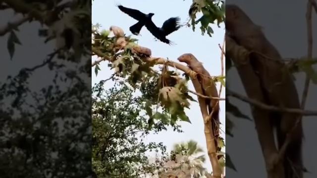 Cobra,mongoose and crows Cobra,mongoose and crows
