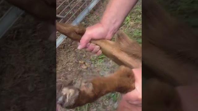 How to band castrate. castration on the farm #castration #goats #farm #kikogoats #banding #animals How to band castrate. castration on the farm #castration #goats #farm #kikogoats #banding #animals
