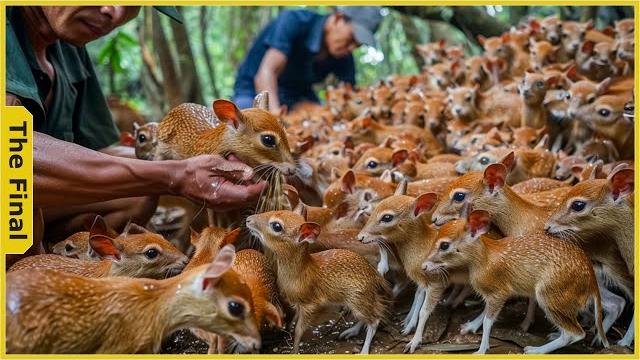 Mouse deer! how vietnamese farmers raise millions of the world's smallest deer | farming documentary Mouse deer! how vietnamese farmers raise millions of the world's smallest deer | farming documentary