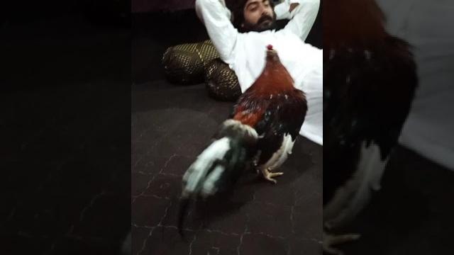 Nayaab amroha aseel and zeeshan khan | mianwali k puraney murghey #aseel #breeds #mianwali #amroha Nayaab amroha aseel and zeeshan khan | mianwali k puraney murghey #aseel #breeds #mianwali #amroha