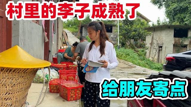 全村人靠卖李子发家致富,城里卖20块钱一斤,就我家没有果树,在邻居家买了几十斤给婆家人寄去 全村人靠卖李子发家致富,城里卖20块钱一斤,就我家没有果树,在邻居家买了几十斤给婆家人寄去