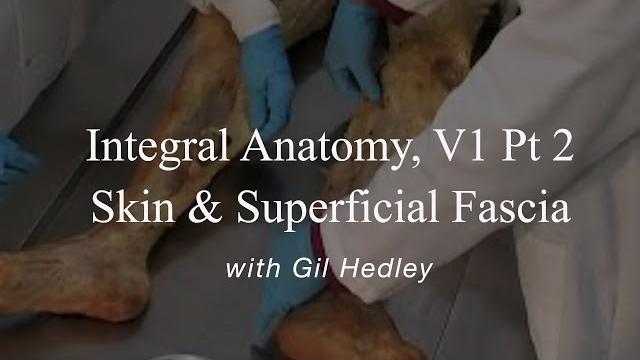 Integral anatomy v1 pt2: skin and superficial fascia: learn integral anatomy with gil hedley Integral anatomy v1 pt2: skin and superficial fascia: learn integral anatomy with gil hedley