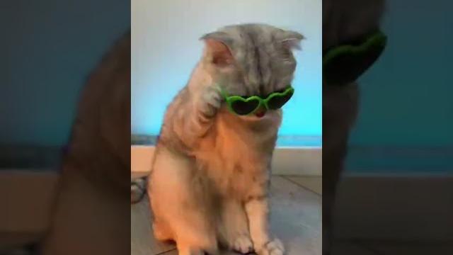 Кошки у всех так делают? Кошки у всех так делают?