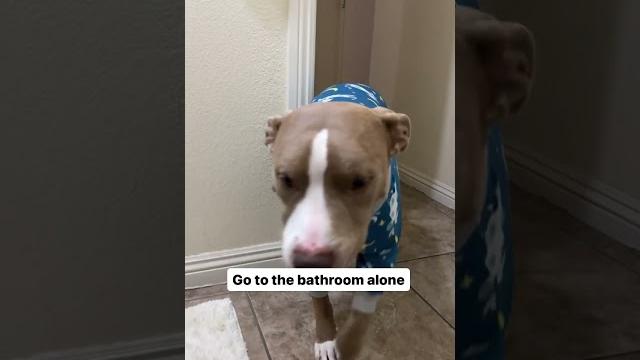 Things i can no longer do since having pit bulls #dogslife #doglover #dogsfunny #cutedog #shorts_ Things i can no longer do since having pit bulls #dogslife #doglover #dogsfunny #cutedog #shorts_