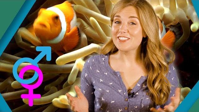 Animal sex changes | bbc earth explore Animal sex changes | bbc earth explore