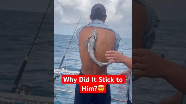 What happens if this fish sticks to you? What happens if this fish sticks to you?