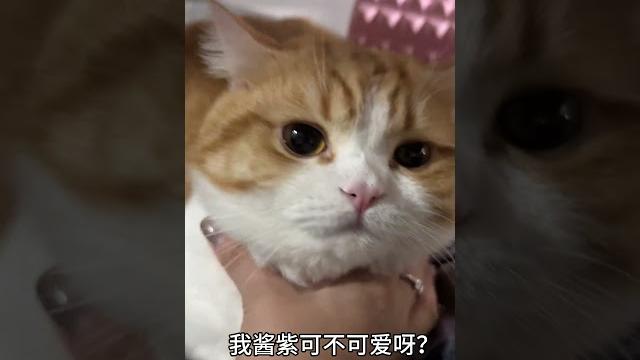 姨姨们我酱紫可爱吗 #猫咪日常 #橘猫 #萌宠出道计划 #猫里猫气 姨姨们我酱紫可爱吗 #猫咪日常 #橘猫 #萌宠出道计划 #猫里猫气