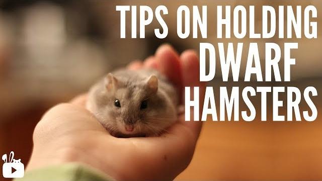 Tips on holding dwarf hamsters! Tips on holding dwarf hamsters!
