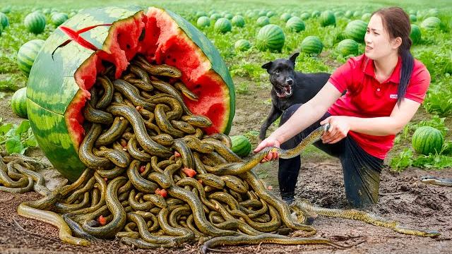 Harvesting watermelon go to market sell - parasitic snakes live in melons | lý thị hoa Harvesting watermelon go to market sell - parasitic snakes live in melons | lý thị hoa