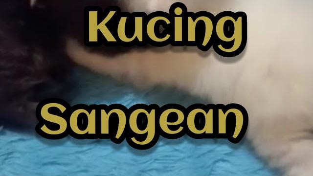 Bokep viral sangean Bokep viral sangean