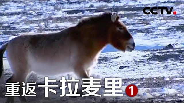 《重返卡拉麦里》第一集 失踪的野马 | cctv纪录 《重返卡拉麦里》第一集 失踪的野马 | cctv纪录