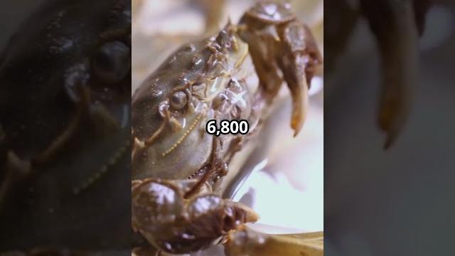 #crabchronicles #funfacts #comedy #viral #naturefacts#viralreels#viral #funfacts #factsdaily #comedy #crabchronicles #funfacts #comedy #viral #naturefacts#viralreels#viral #funfacts #factsdaily #comedy