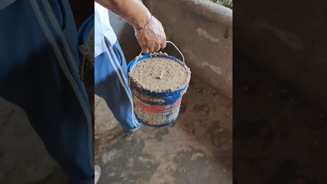 Feeding #cow #buffalo #dairyfarm #milk #yt #ytshort #ytviral #ytshorts #dairy #feedshorts #feed Feeding #cow #buffalo #dairyfarm #milk #yt #ytshort #ytviral #ytshorts #dairy #feedshorts #feed