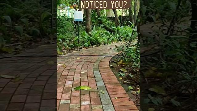 Luck to see this #shorts #youtubeshorts #animals Luck to see this #shorts #youtubeshorts #animals