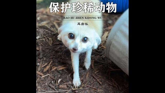 男人被一隻走丟的耳廓狐兇了,小模樣簡直太可愛了 #人與動物發生感人的故事 #萬物皆有靈性 #耳廓狐 男人被一隻走丟的耳廓狐兇了,小模樣簡直太可愛了 #人與動物發生感人的故事 #萬物皆有靈性 #耳廓狐