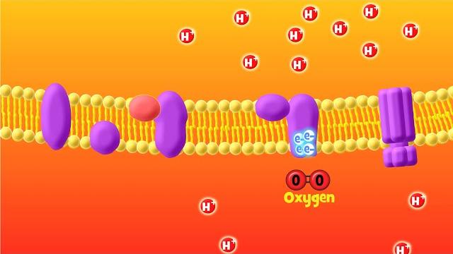The electron transport chain explained (aerobic respiration) The electron transport chain explained (aerobic respiration)