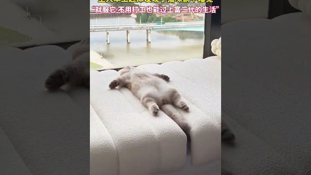 主人早上起床发现小猫咪躺平睡觉,网友:“就服它,不用打工也能过上富二代的生活” #猫咪 #萌化了 主人早上起床发现小猫咪躺平睡觉,网友:“就服它,不用打工也能过上富二代的生活” #猫咪 #萌化了