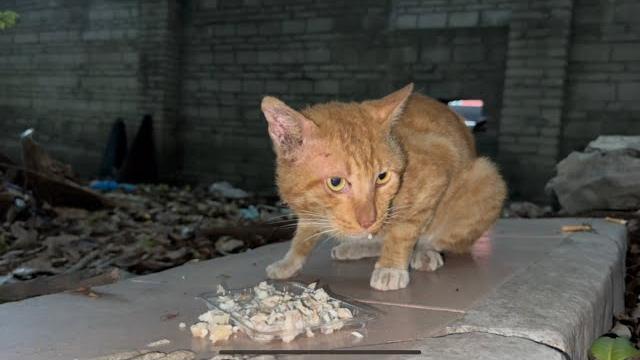 流浪猫没有妈妈管教就开始任性,到处与人打架,真让人束手无策 流浪猫没有妈妈管教就开始任性,到处与人打架,真让人束手无策