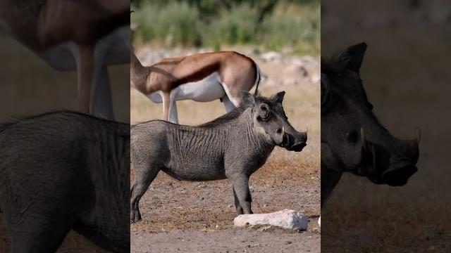Running african pig warthog Running african pig warthog