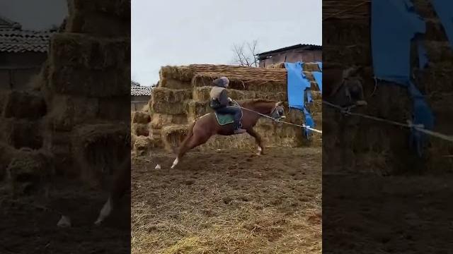 You won't believe the hidden benefits of horse riding for your health #horse #horselover #love You won't believe the hidden benefits of horse riding for your health #horse #horselover #love