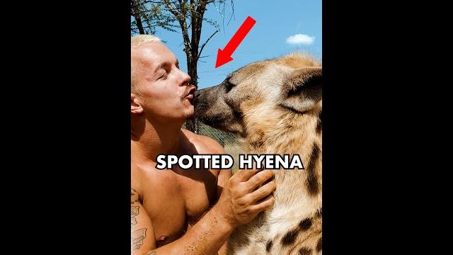 Hyena love! #shorts Hyena love! #shorts