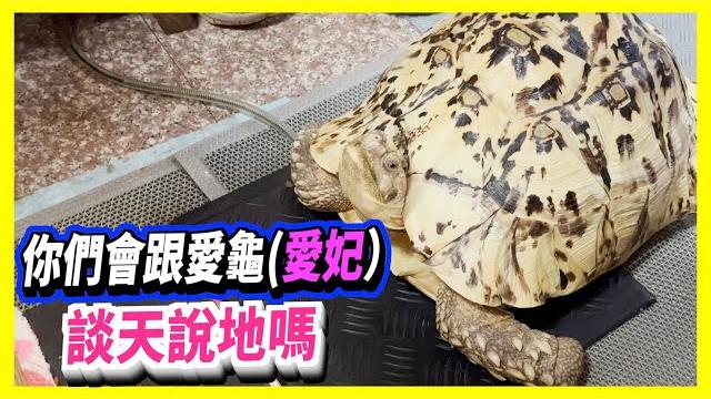 【豹龜】東非肯亞豹紋陸龜日常生活313~你們會跟愛龜(愛妃)談天說地嗎~ 【豹龜】東非肯亞豹紋陸龜日常生活313~你們會跟愛龜(愛妃)談天說地嗎~