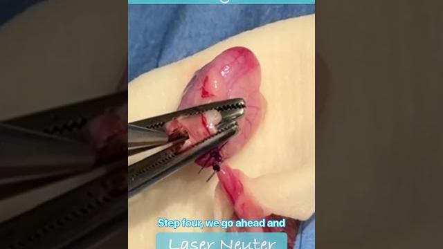 Dog minimally invasive laser neuter Dog minimally invasive laser neuter