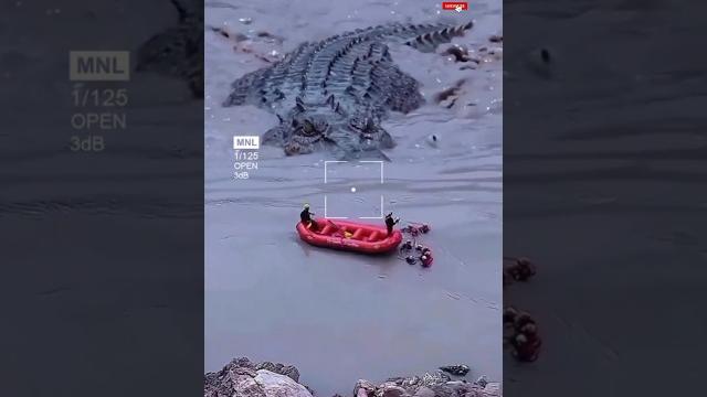 Buaya raksasa mendekati perahu karet#short Buaya raksasa mendekati perahu karet#short