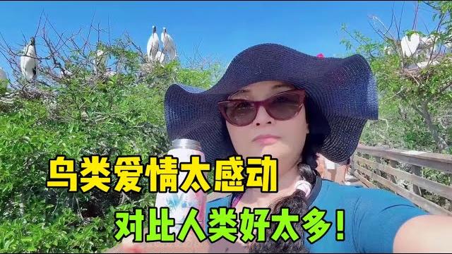 和美国老公公园散步,意外被鸟类的爱情感动,对比人类好太多! 和美国老公公园散步,意外被鸟类的爱情感动,对比人类好太多!