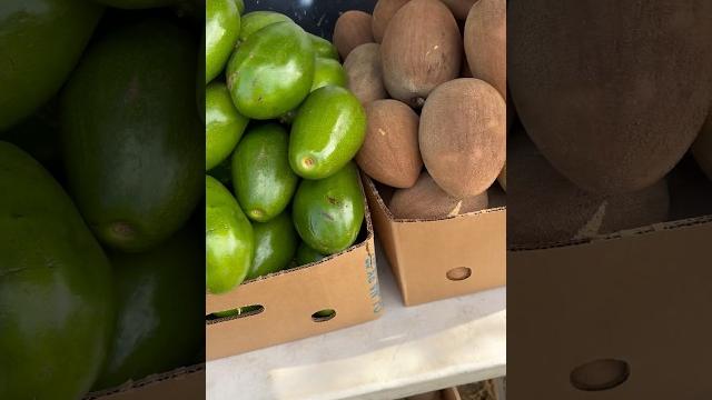Worlds biggest mango - these arent gmo either ;) grown straight from florida #mango #fruit #health Worlds biggest mango - these arent gmo either ;) grown straight from florida #mango #fruit #health