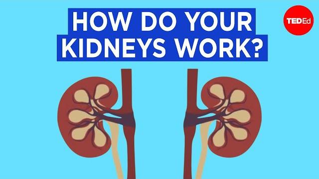 How do your kidneys work? - emma bryce How do your kidneys work? - emma bryce