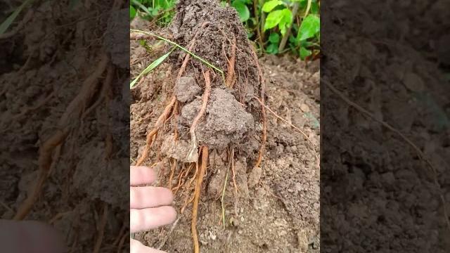 Саженцы груши Саженцы груши