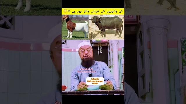 Mufti ismail qasmi sahab #shorts #ytshorts#kin#janwer#ki#qurbani#jaiz#nahin#viralshorts#viralvedio#s Mufti ismail qasmi sahab #shorts #ytshorts#kin#janwer#ki#qurbani#jaiz#nahin#viralshorts#viralvedio#s
