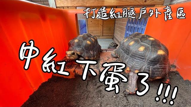 打造戶外紅腿產卵區【九桃分享養爬蟲-《reptiles》】 打造戶外紅腿產卵區【九桃分享養爬蟲-《reptiles》】