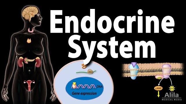 The endocrine system, overview, animation The endocrine system, overview, animation