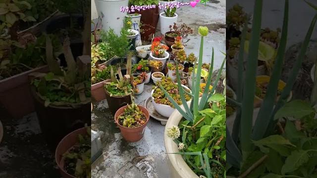 #순덕언니tv 네#옥상텃밭#청양고추 30주#토마토 묘목10개 심다~~ #순덕언니tv 네#옥상텃밭#청양고추 30주#토마토 묘목10개 심다~~