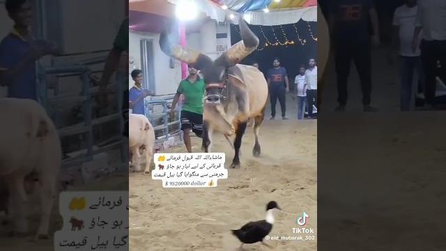 Pakistan ka chand bail 2023 #cowvideos #shortsvideo Pakistan ka chand bail 2023 #cowvideos #shortsvideo