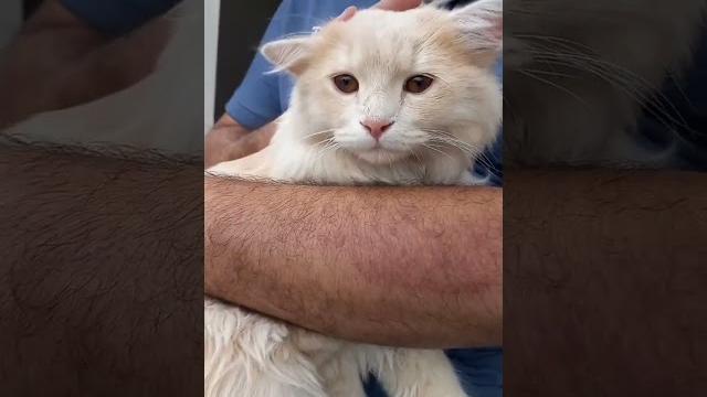 Cute cat #shorts #shortsvideo #trendingshorts #pets #cat #catvideos #funny #animals #persiancat Cute cat #shorts #shortsvideo #trendingshorts #pets #cat #catvideos #funny #animals #persiancat