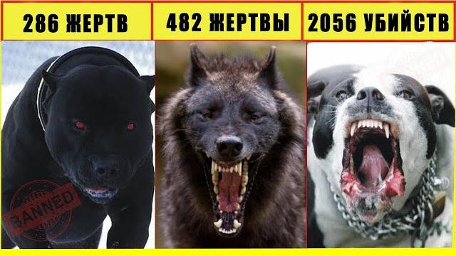 Эти опасные собаки порвут любого! топ 10 Эти опасные собаки порвут любого! топ 10