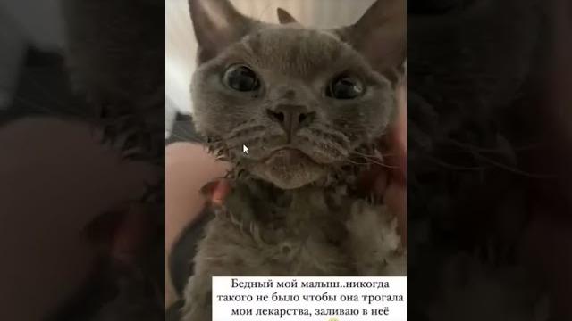 Сэмми джабраиль не повезла кота в больницу Сэмми джабраиль не повезла кота в больницу